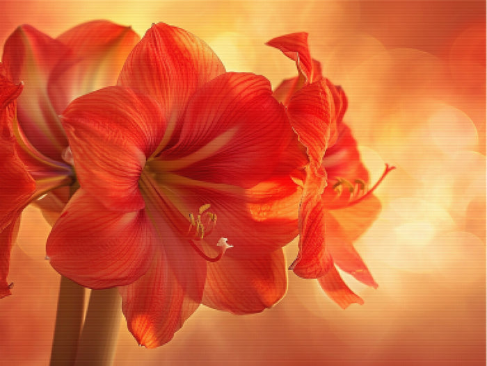 Amaryllis Glow