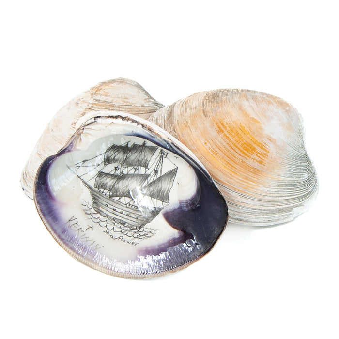 Hand-Drawn Mayflower Quahog Shell