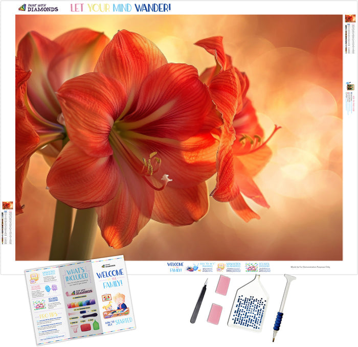 Amaryllis Glow