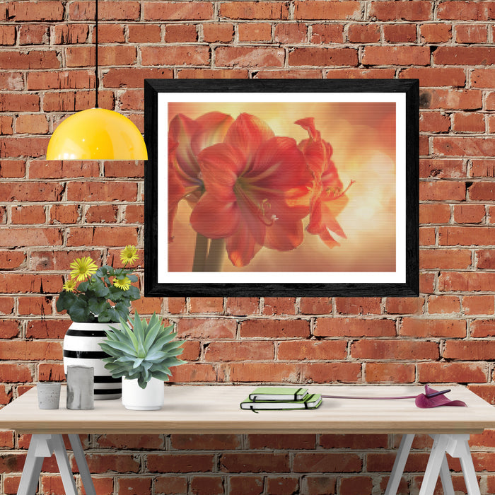 Amaryllis Glow
