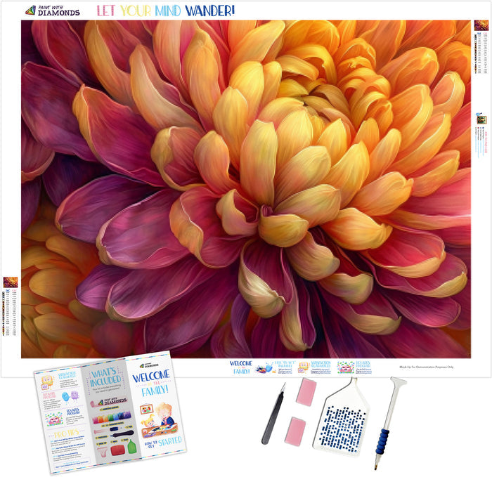 Chrysanthemum Charm