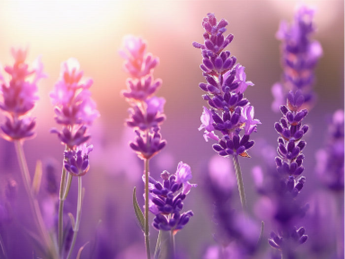 Lavender Serenity