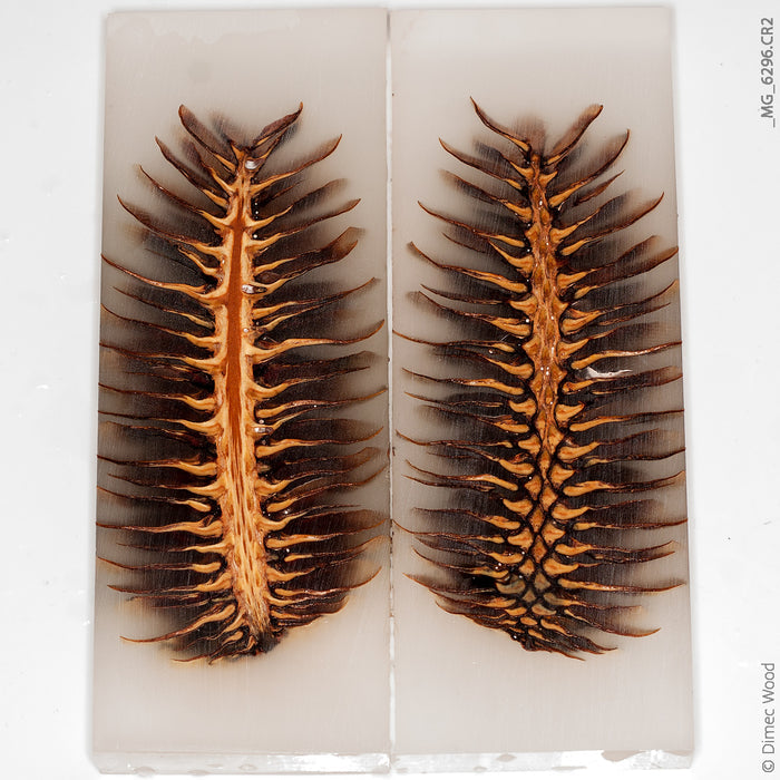Pine cone glow hybrid panels