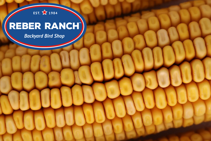 Reber Ranch Corn on the Cub